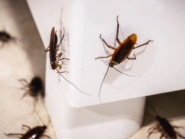 My Pest Man pest control work in Trinity Beach