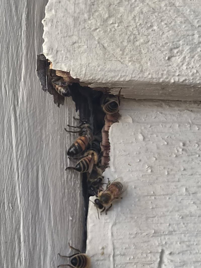My Pest Man pest control work in Trinity Beach