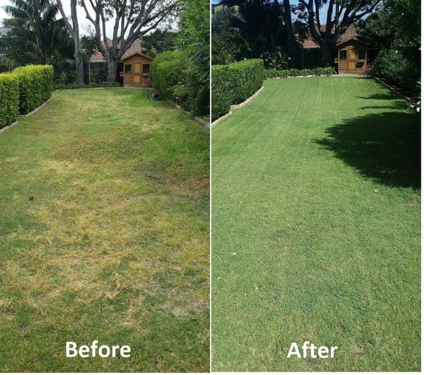 Natural Lawn Services lawn care work in Balgowlah