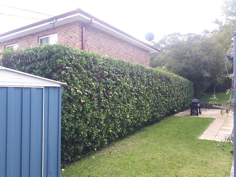 Natural Lawn Services lawn care work in Balgowlah