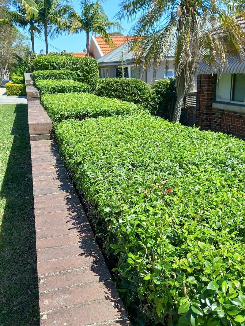 Natural Lawn Services lawn care work in Balgowlah