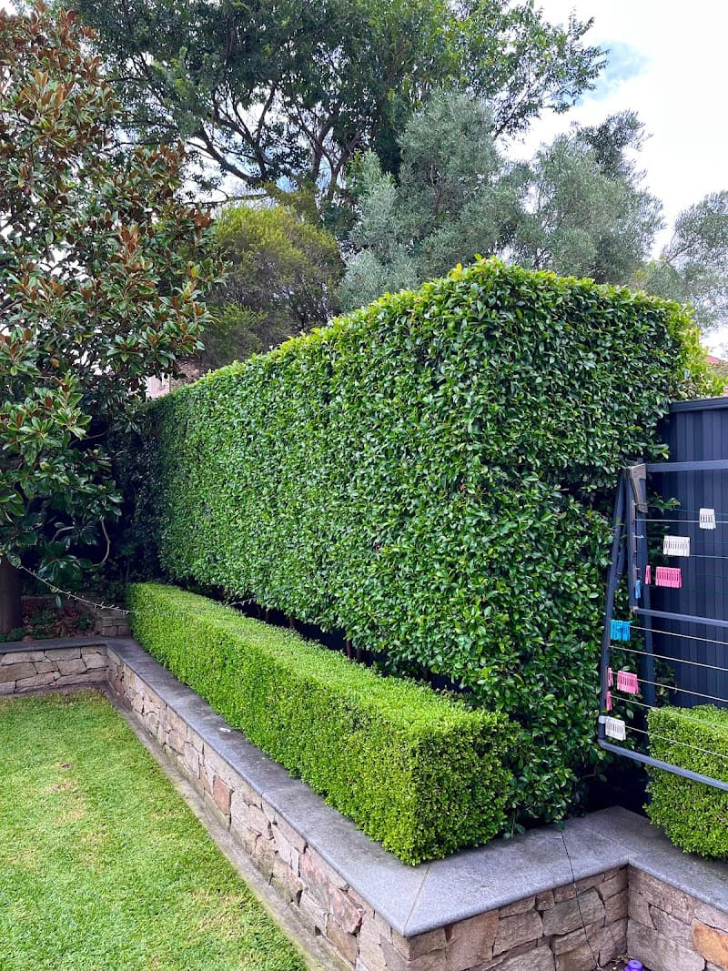 NeatWeeds Gardening lawn care work in Pyrmont