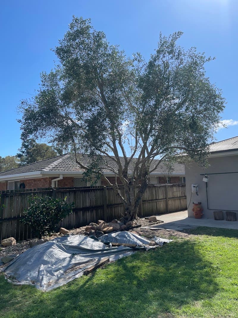 Neil's Tree Experts tree services work in Alexandra Hills