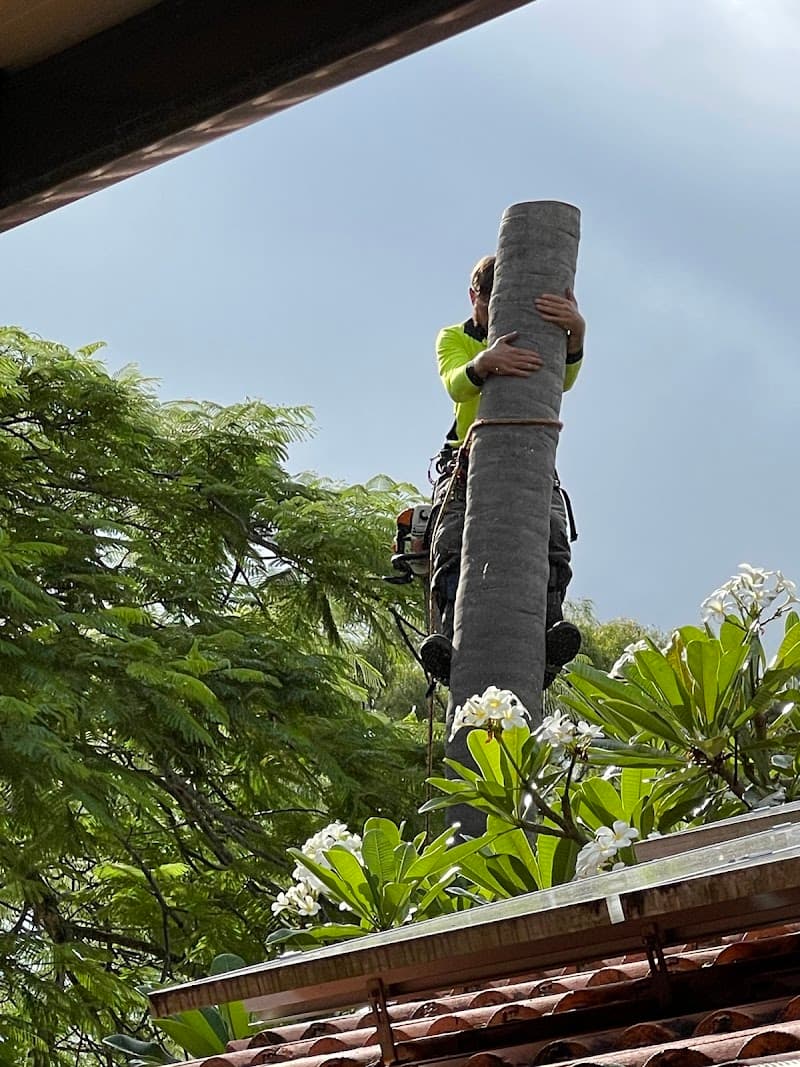 Neil's Tree Experts tree services work in Alexandra Hills