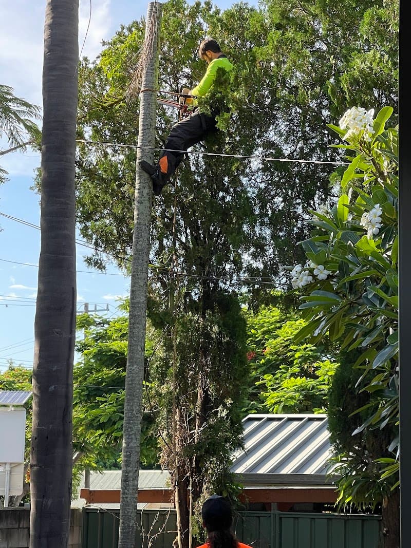Neil's Tree Experts tree services work in Alexandra Hills