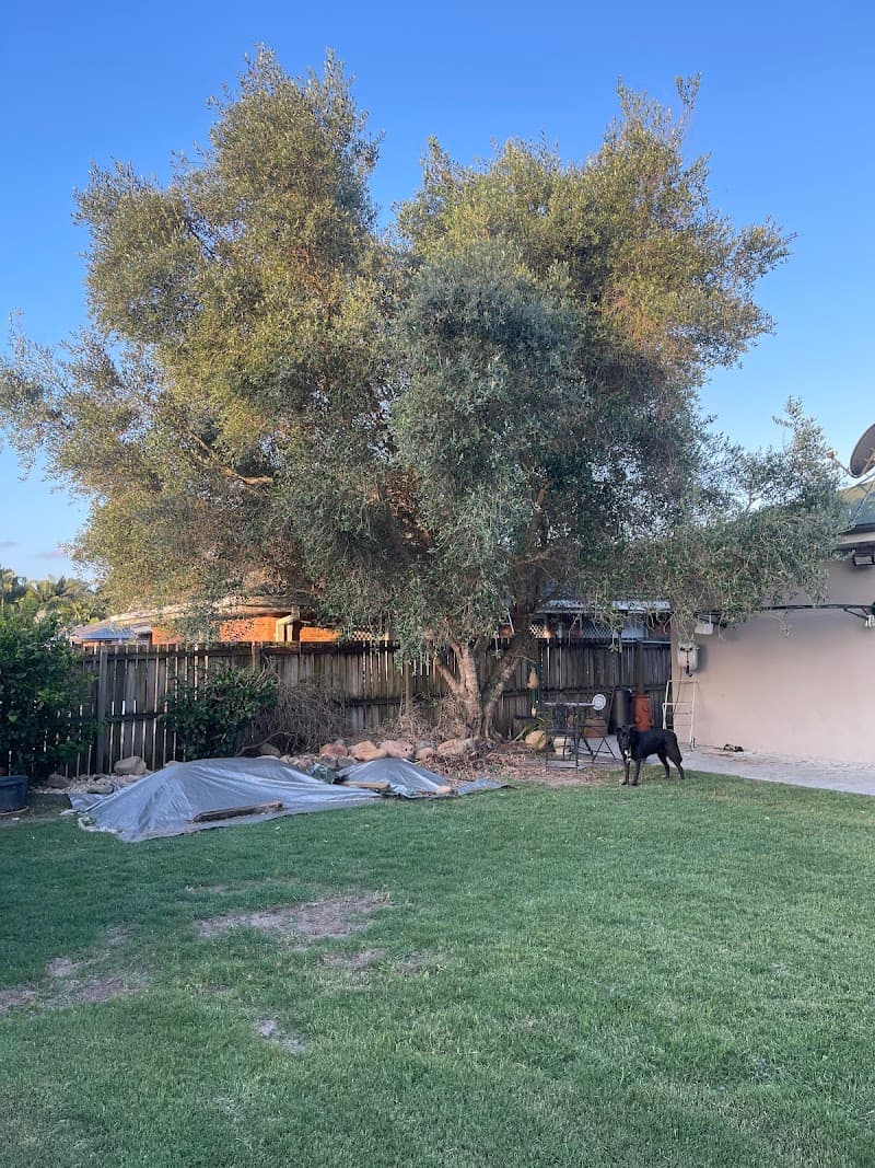 Neil's Tree Experts tree services work in Alexandra Hills