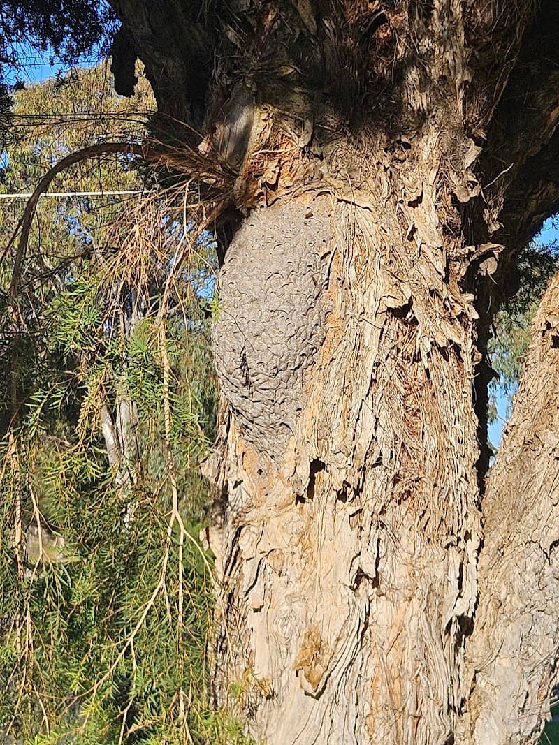 Network Pest Control pest control work in North Shore