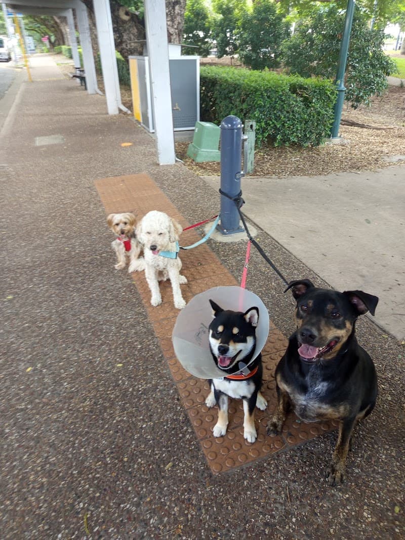 New Farm Dog Walking pet sitting & house sitting work in New Farm