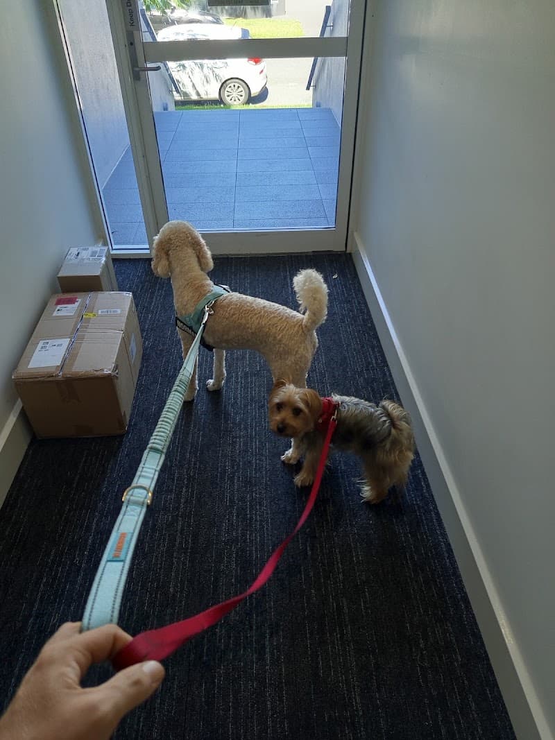 New Farm Dog Walking pet sitting & house sitting work in New Farm