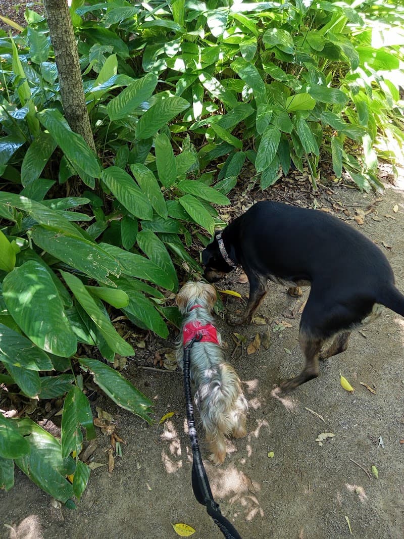 New Farm Dog Walking pet sitting & house sitting work in New Farm