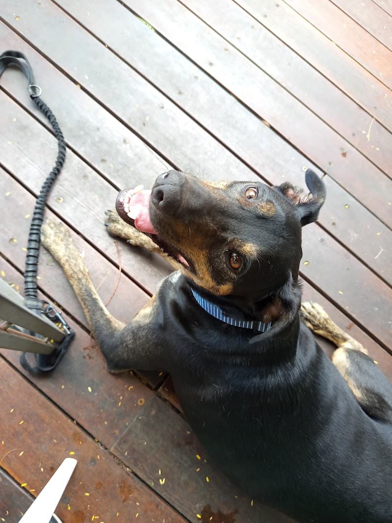New Farm Dog Walking pet sitting & house sitting work in New Farm