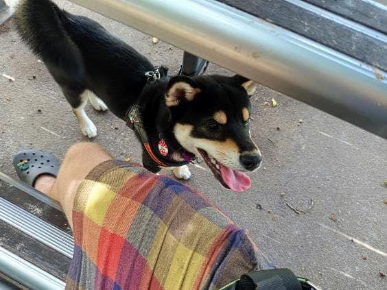 New Farm Dog Walking pet sitting & house sitting work in New Farm