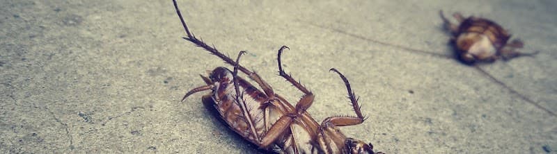 Newcastle Kill A Pest - Pest Control & Termite Inspections pest control work in New Lambton
