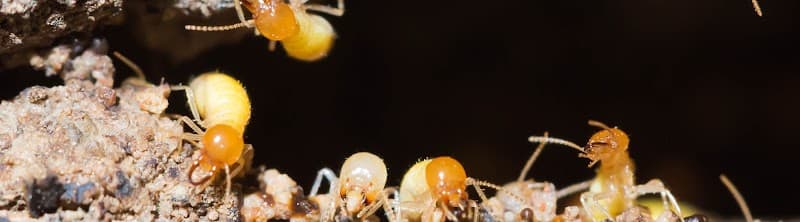 Newcastle Kill A Pest - Pest Control & Termite Inspections pest control work in New Lambton