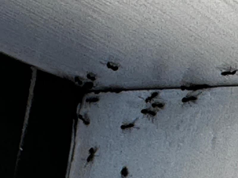 Newcastle Pest Exterminators pest control work in Kotara South