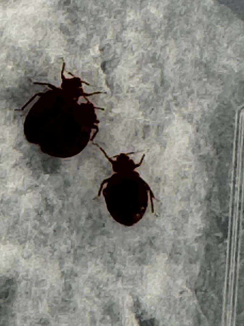 Newcastle Pest Exterminators pest control work in Kotara South