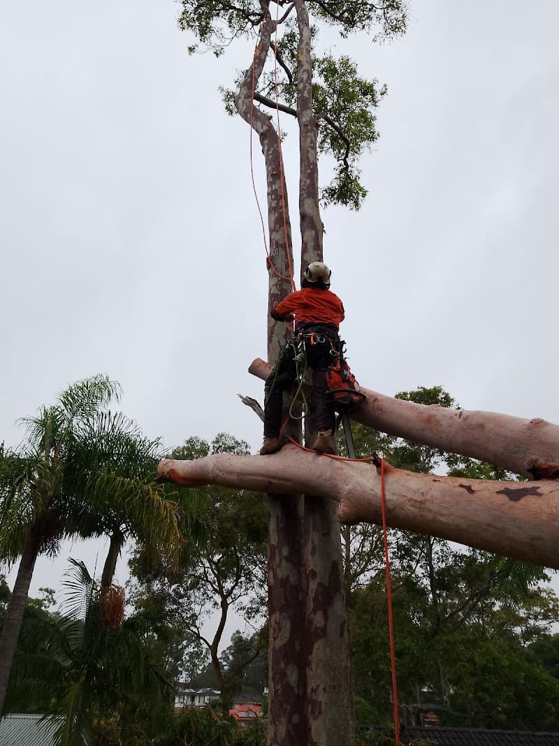 Newcastle Precision Tree Services tree services work in Stockton