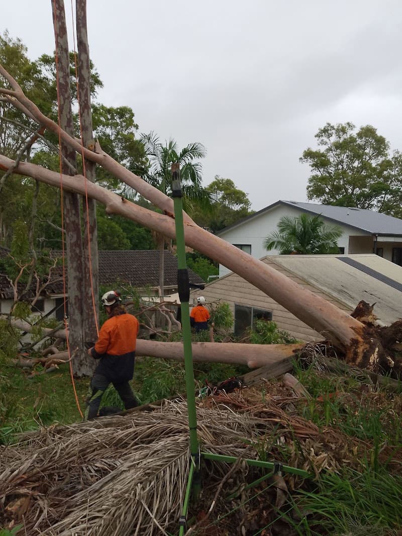 Newcastle Precision Tree Services tree services work in Stockton