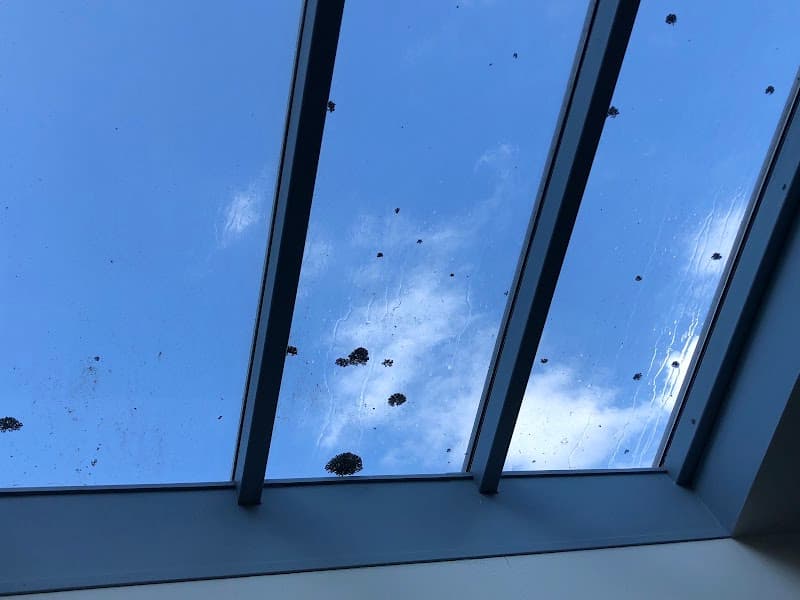 Newcastle Pro Wash gutter cleaning work in Highfields