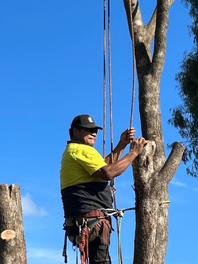Newtown Tree Lopping tree services work in Newtown
