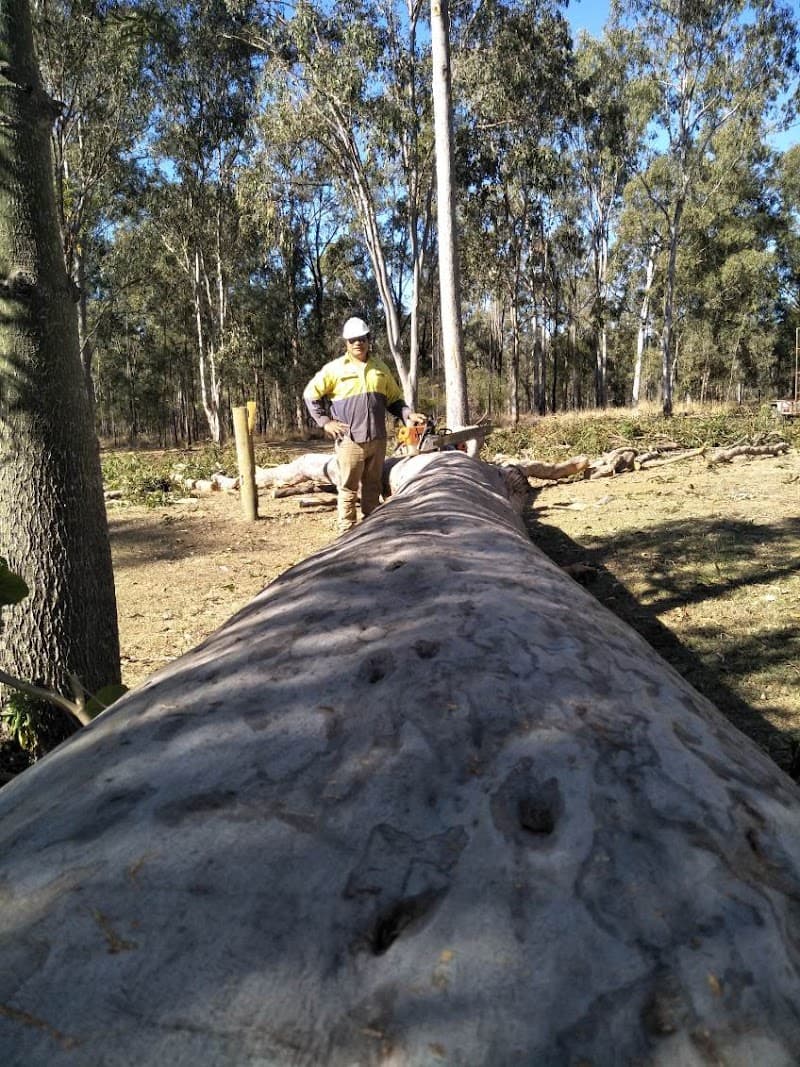 Newtown Tree Lopping tree services work in Newtown