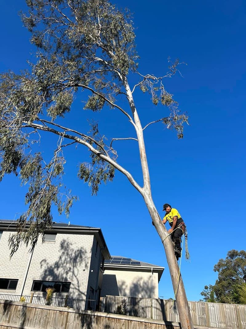 Newtown Tree Lopping tree services work in Newtown