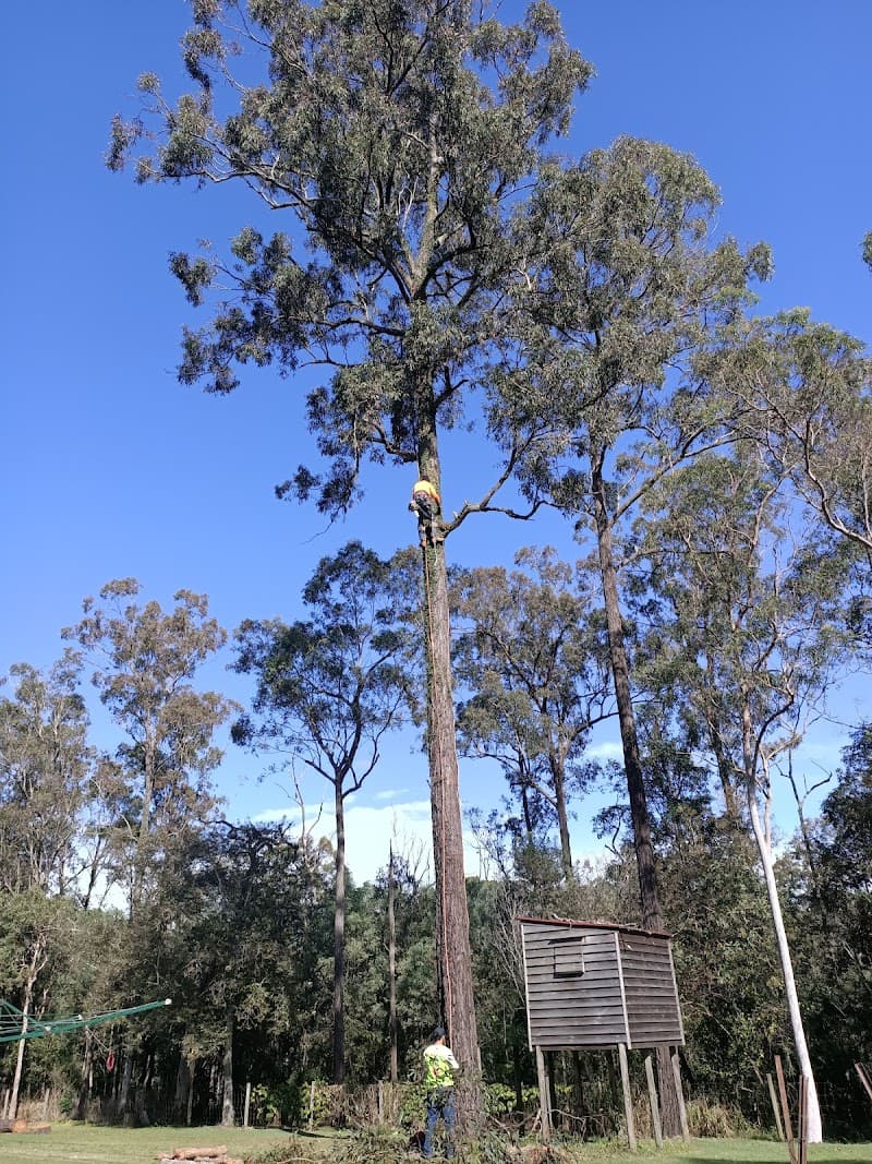 Newtown Tree Lopping tree services work in Newtown