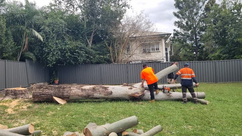 Newtown Tree Lopping tree services work in Newtown