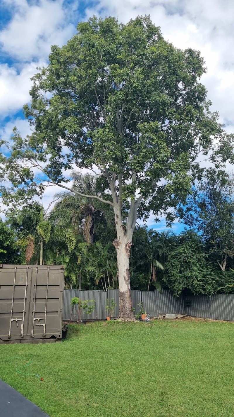 Newtown Tree Lopping tree services work in Newtown