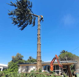Next Step Tree Removals
