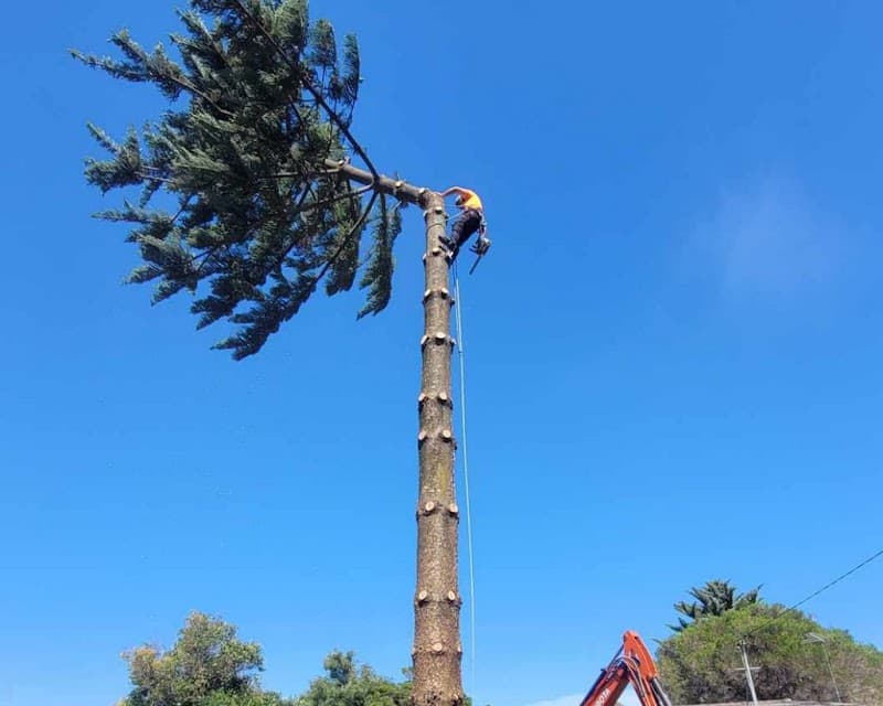 Next Step Tree Removals tree services work in Monbulk