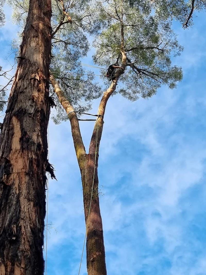 Next Step Tree Removals tree services work in Monbulk