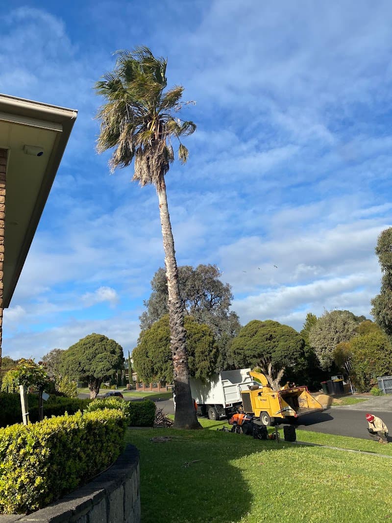 Next Step Tree Removals tree services work in Monbulk