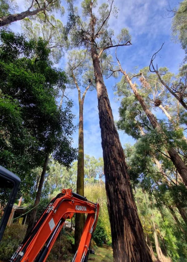 Next Step Tree Removals tree services work in Monbulk