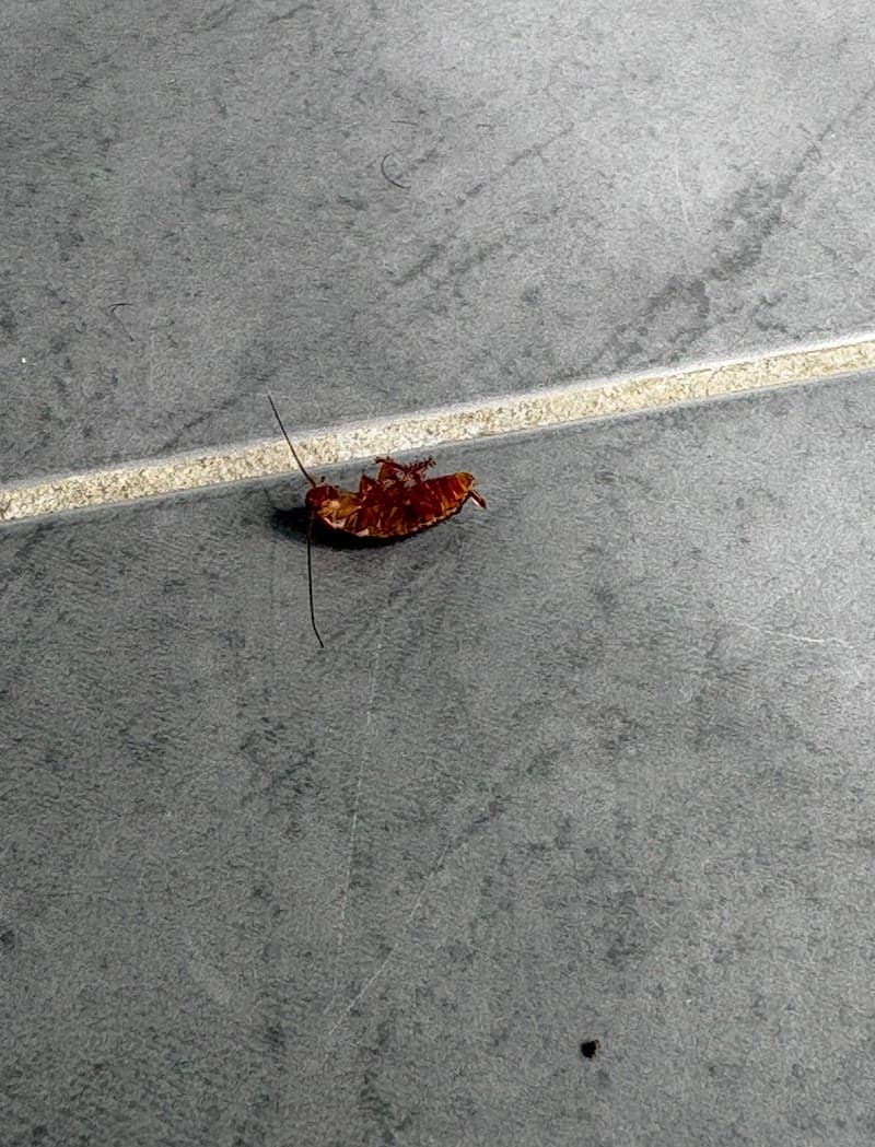 Next4 Pest Management pest control work in Maudsland