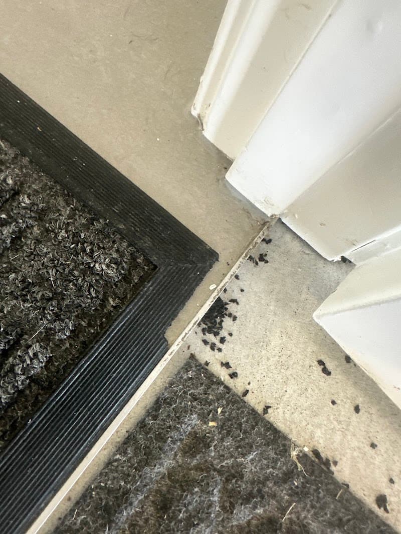 Next4 Pest Management pest control work in Maudsland