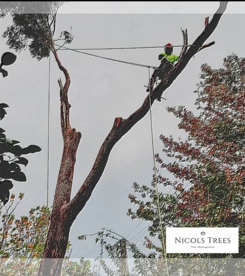 Nicols Trees tree services work in Hazelbrook