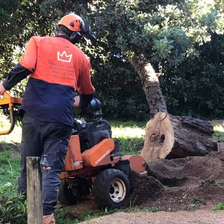Nicols Trees tree services work in Hazelbrook