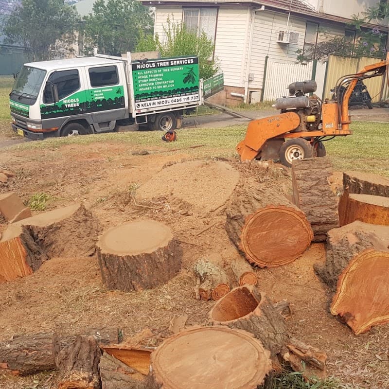 Nicols Trees tree services work in Hazelbrook