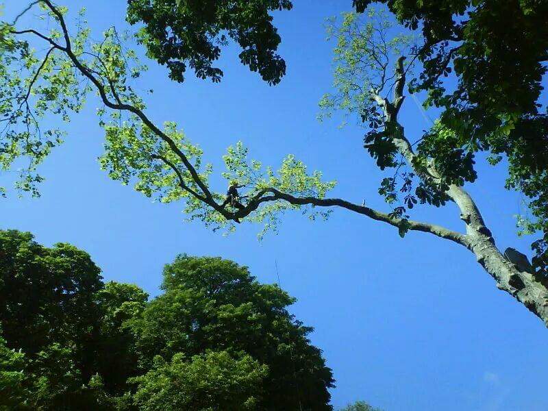 Nicols Trees tree services work in Hazelbrook