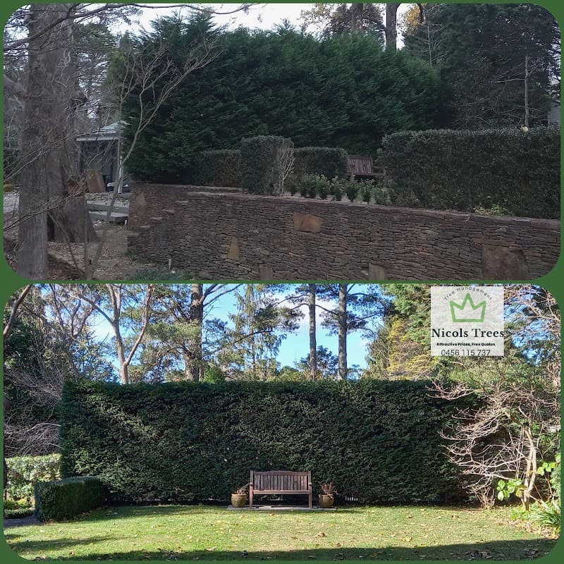 Nicols Trees tree services work in Hazelbrook