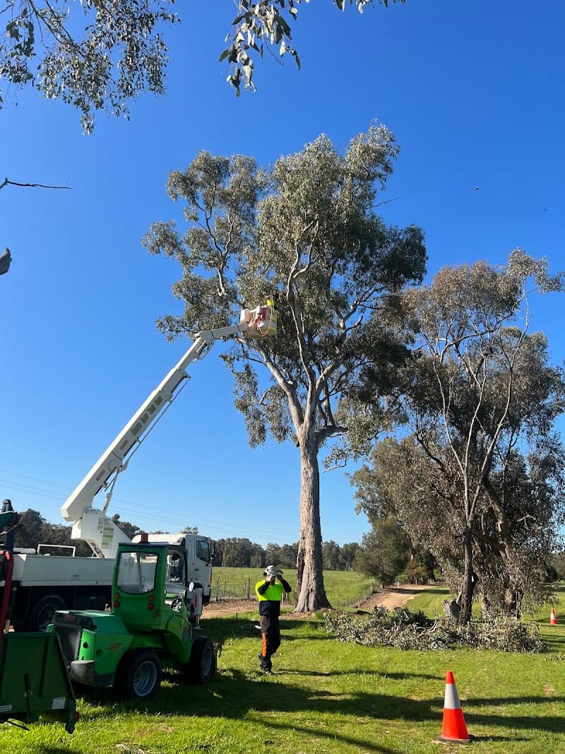 North East Tree Care tree services work in Lavington