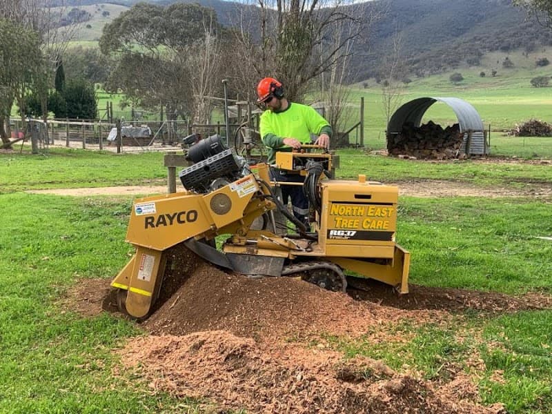 North East Tree Care tree services work in Lavington