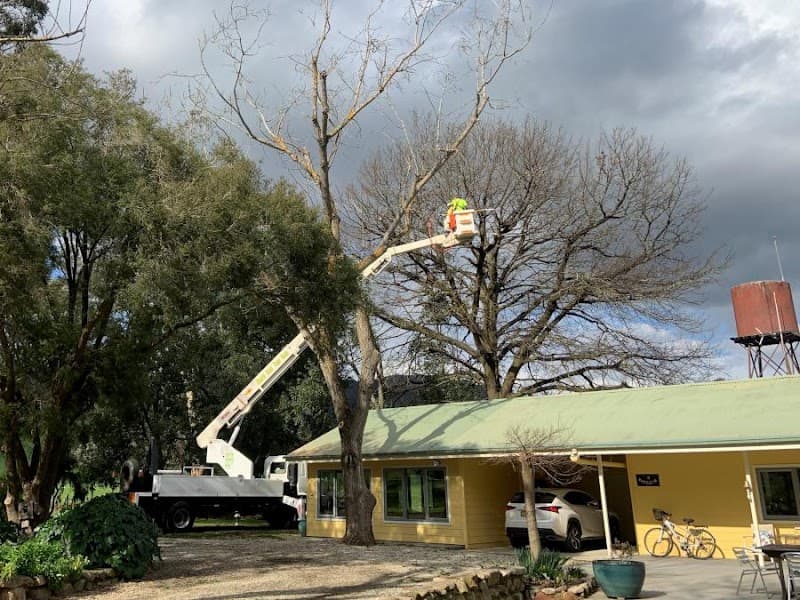 North East Tree Care tree services work in Lavington
