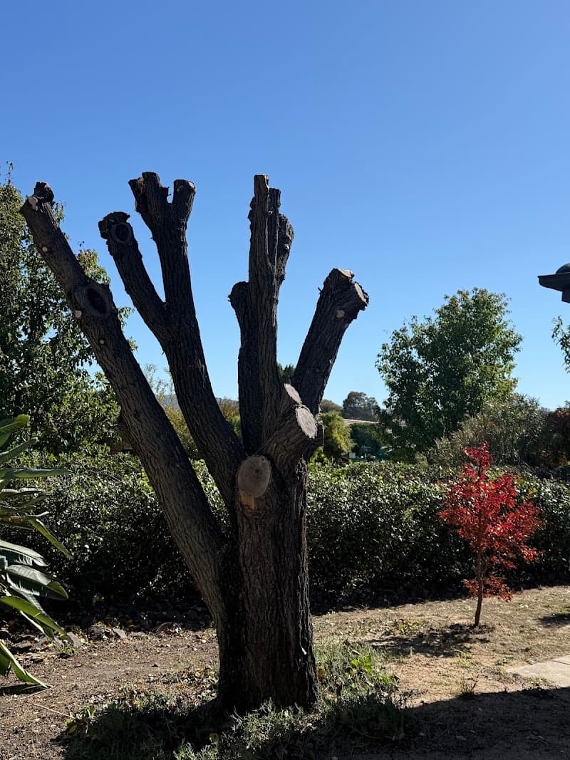 North East Tree Care tree services work in Lavington