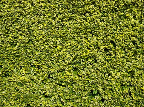 Northern Beaches Garden Care gardening work in Neutral Bay