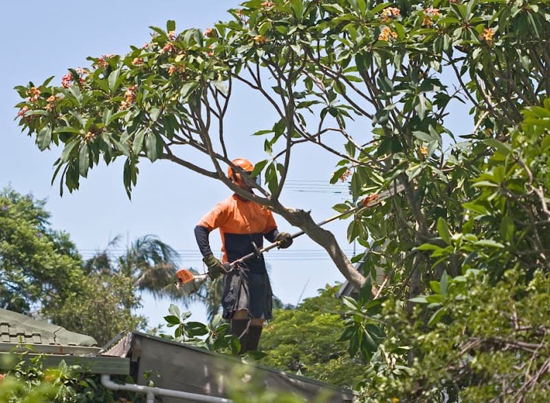 Northern Beaches Gardeners gardening work in Mona Vale