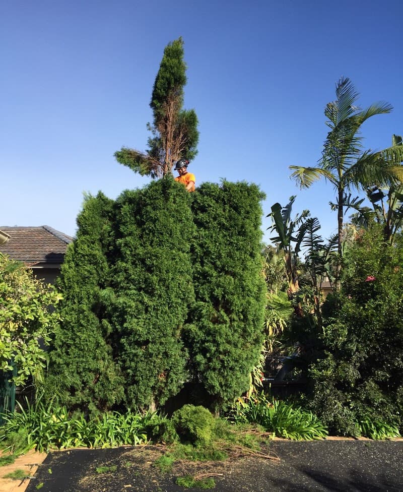 Northern Beaches Gardeners gardening work in Mona Vale
