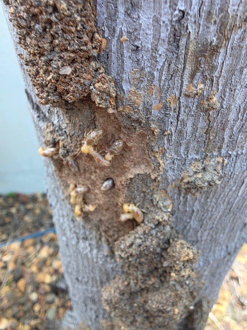 Northern Rock Pest Control pest control work in Pinelands