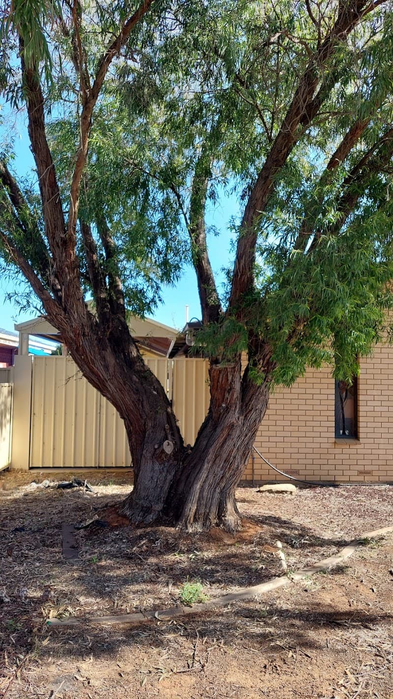Northern Tree Services🌳🌴🌲 tree services work in Angle Vale